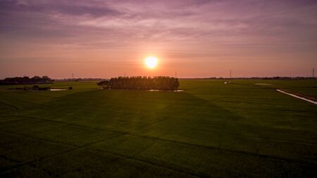Paddy fieldの写真素材