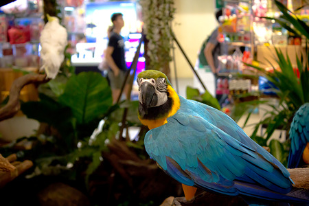 Blue parrot on branch in wild model.の写真素材