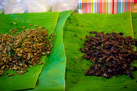 Fried insects food that Thai people like.の写真素材