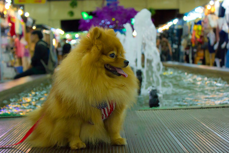 The Pomeranian dog sitting on the floorの写真素材