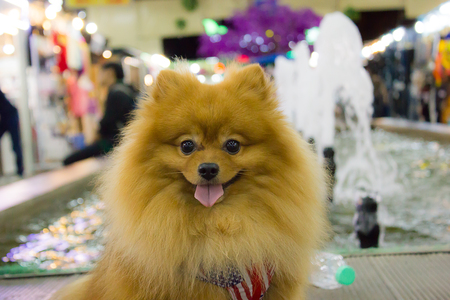 The Pomeranian dog sitting on the floorの写真素材