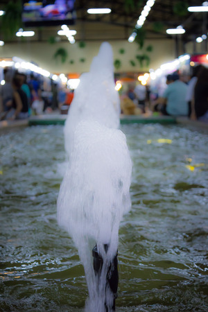 Fountain water spout spray in department store.の写真素材