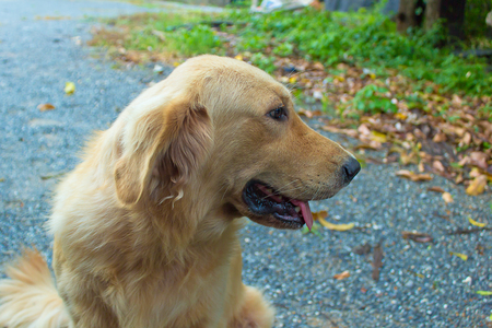 Young golden dog go for a sit in nature.の写真素材