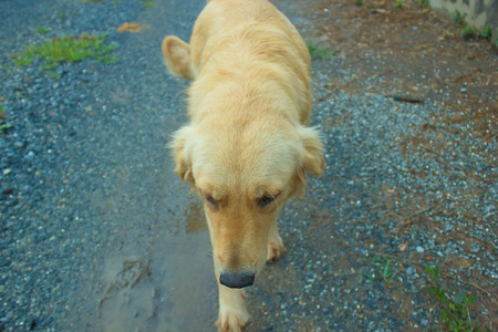 Young golden dog go for a walk in nature.の写真素材