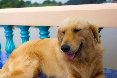 Young golden retriever dog relax on floor.の写真素材