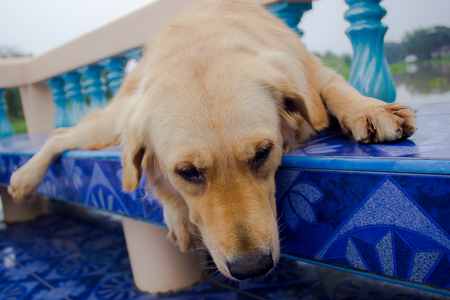 Young golden retriever dog relax on floor.の写真素材