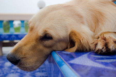 Young golden retriever dog relax on floor.の写真素材