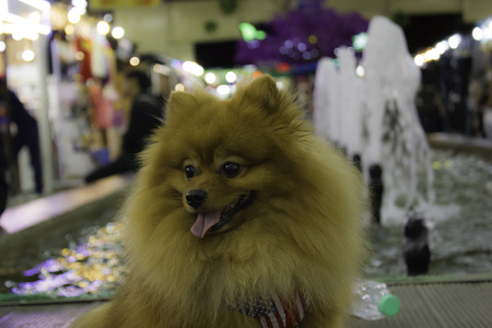 The Pomeranian dog sitting on the floorの写真素材