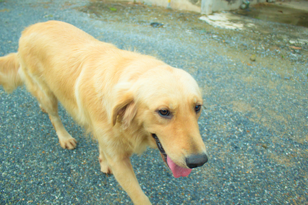 Young golden dog go for a walk in nature.の写真素材