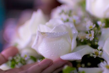 Close up white rose with water drop and hand.の写真素材