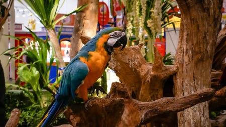 Blue parrot on branch in wild model.