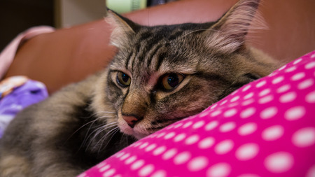 Cute cat sleep on pillow on sofa.の写真素材