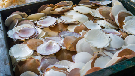 Fresh empty scallop shell in black box.