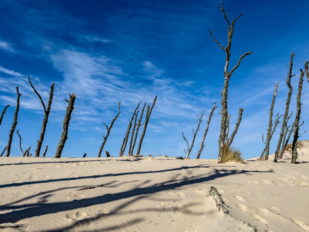 Dead trees in the sand dunes of the Paracas National Reserve, Peruの写真素材