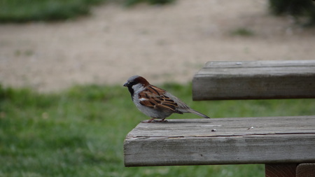 common sparrow on wood bench at parkの写真素材