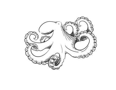 Octopus in sketch style. Hand drawn design. Vector illustrationのイラスト素材