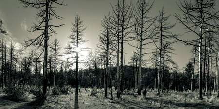 Mount Laguna is located in southern California, County of San Diego. A fire went through this area and you can still tell from the trees.の写真素材