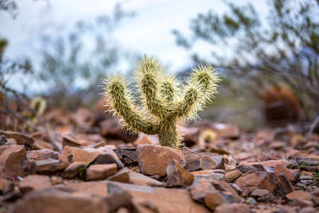 Spiked cactus with all of its pricks sitting in the middle of gravel in Phoenix Arizonaの写真素材