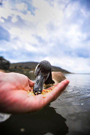 Ducks in the Cuyamaca Lake go crazy for foodの写真素材