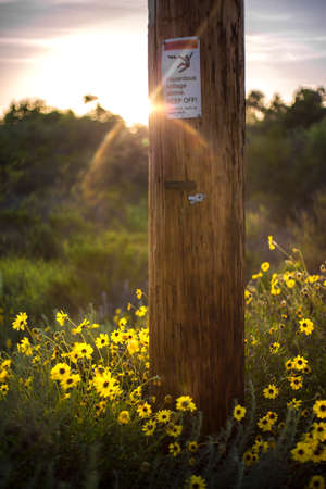 Flowers sprawl across the landscape