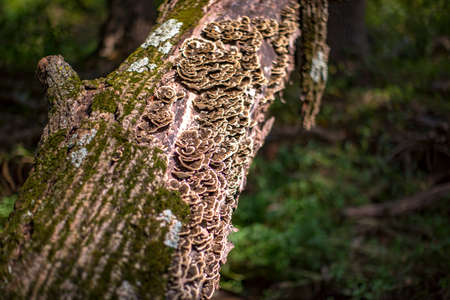 Fungus grows on the bark of a dead tree.の写真素材