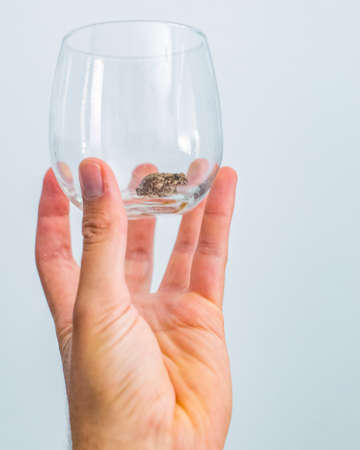 A frog is sitting in a cup that is being held up by a handの写真素材