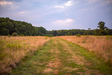 Tall grass on either side in golden light.の写真素材