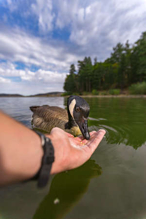 Ducks in the Cuyamaca Lake go crazy for foodの写真素材