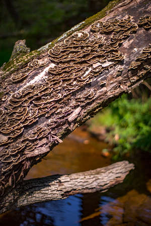 Fungus grows on the bark of a dead tree.の写真素材