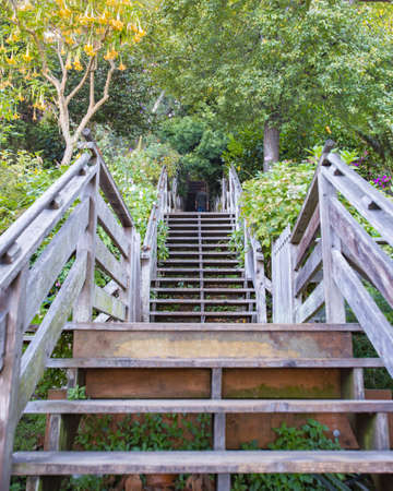 Wooden stairs that are going through a dense over brush.の写真素材