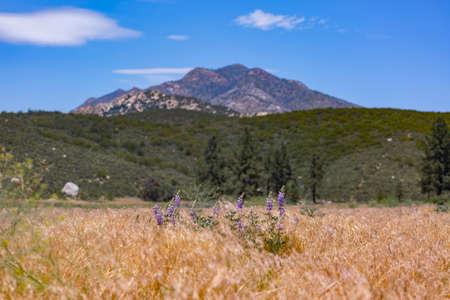 Mountain view with grass and flowersの写真素材