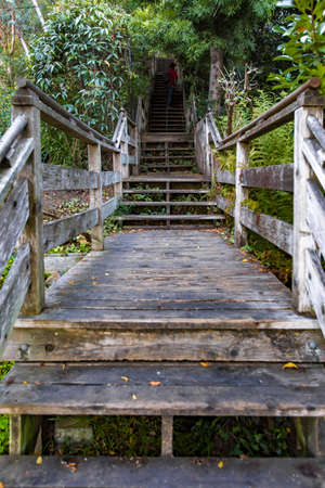 Steps with overgrowth that leads the way to the top of the hill where Coit Tower resides.