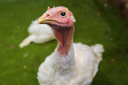 This turkey is for harvesting meatの写真素材