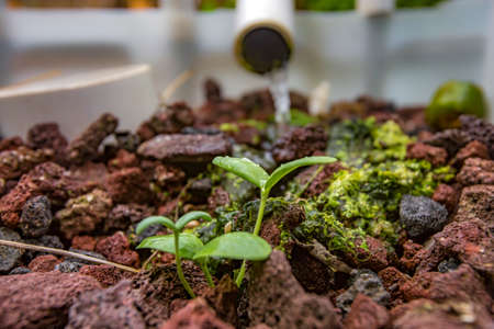A gardening habitat of squash in the gravel of an aquaponics system fertilized by fish.の写真素材