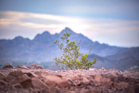 Small plant with a mountain in the backgroundの写真素材
