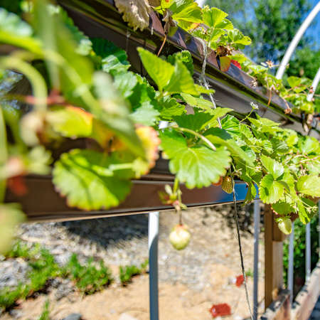 Aquaponics and Hydroponics support heavy vegetationの写真素材