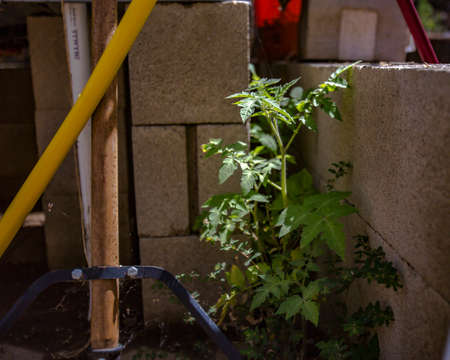 Aquaponics and Hydroponics support heavy vegetationの写真素材