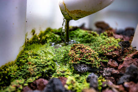 Aquaponics and Hydroponics support heavy vegetationの写真素材