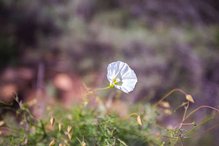 White flower with everything else out of focusの写真素材