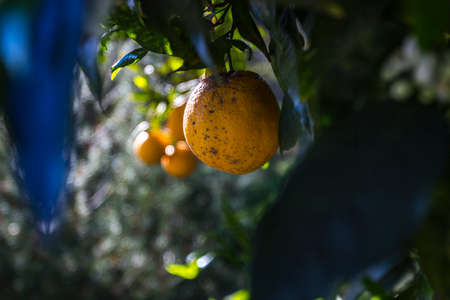 Bright orange and lushious fruit close up on a treeの写真素材