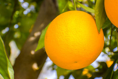 Bright orange and lushious fruit close up on a treeの写真素材