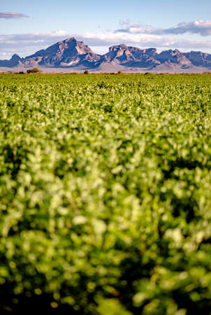 Large mountain range near a meadow shot on a road trip to Arizonaの写真素材