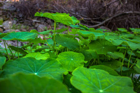 Lushious green plants thriving in San Diegoの写真素材