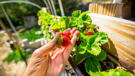 Aquaponics and Hydroponics support heavy vegetationの写真素材