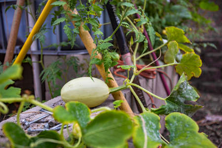 Aquaponics and hydroponics allows the planting of many plants and they can trail off from the growbedsの写真素材