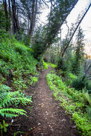 Winding trail in California forest near the coastの写真素材