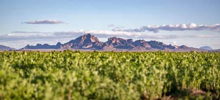 Large mountain range near a meadow shot on a road trip to Arizonaの写真素材