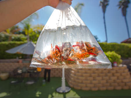 Crawdads that are going to be put into an aquariumの写真素材