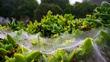 Spiderwebs with dew drops all over them in the early morningの写真素材