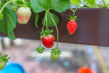 Aquaponics and Hydroponics support heavy vegetationの写真素材
